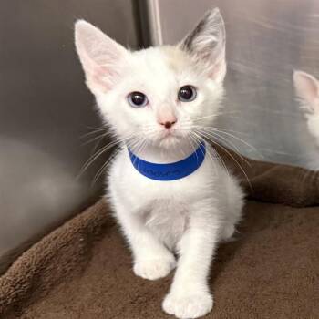 BUBBLES -  Domestic Short Hair Cat for Adoption in Rancho Cucamonga, California - BUBBLES | PetCurious