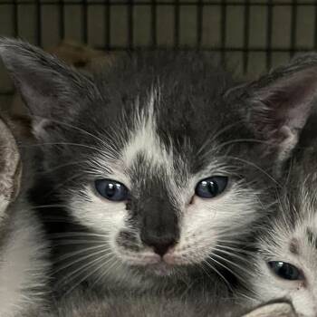 Rescue Domestic Short Hair Cats for Adoption in San Antonio, Texas - Kristof | PetCurious