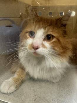 Domestic Long Hair Cats Available for Adoption - PIXEL | PetCurious