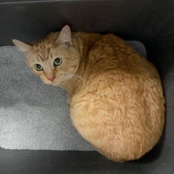Tiger Lily -  Domestic Short Hair Cat for Adoption in Carroll, Iowa - Tiger Lily | PetCurious