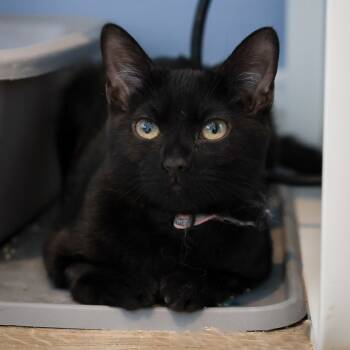 Rescue Domestic Short Hair Cats for Adoption in Los Angeles, California - Rose | PetCurious