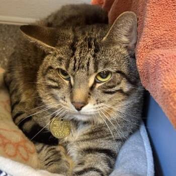 Domestic Short Hair Cats Available for Adoption in Lansing, Michigan - Cooper | PetCurious