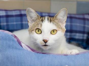 Zebra -  Domestic Short Hair Cat for Adoption in Longmont, Colorado - Zebra | PetCurious