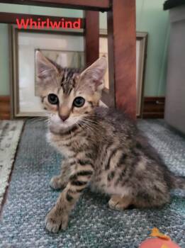 Whirlwind -  Domestic Short Hair Cat for Adoption in Newaygo, Michigan - Whirlwind | PetCurious
