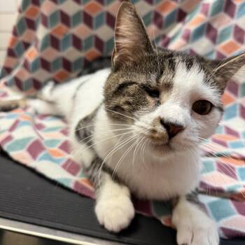 Rescue Domestic Short Hair Cats for Adoption in Columbus, Ohio - Orbit | PetCurious
