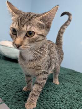 Florie -  Domestic Short Hair Cat for Adoption in Smithfield, North Carolina - Florie | PetCurious