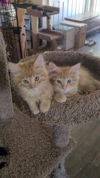 SUN BABIES x 5 -  Domestic Long Hair Cat for Adoption in Escalon, California - SUN BABIES X 5 | PetCurious