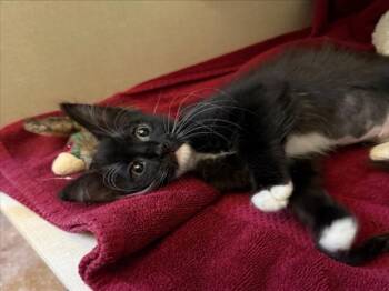 *CUCKOO -  Domestic Short Hair Cat for Adoption in Woodland, California - *CUCKOO | PetCurious