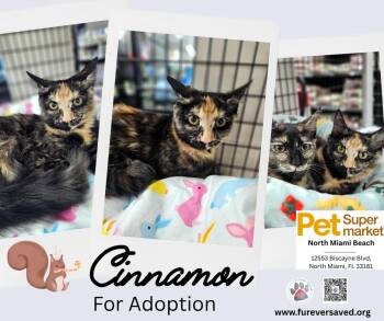Domestic Medium Hair Cats Available for Adoption in Miami, Florida - Cinnamon | PetCurious