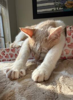 Domestic Short Hair Cats Available for Adoption - Bart | PetCurious