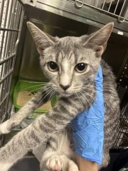 Gemini -  Domestic Short Hair Cat for Adoption in Daytona Beach, Florida - Gemini | PetCurious