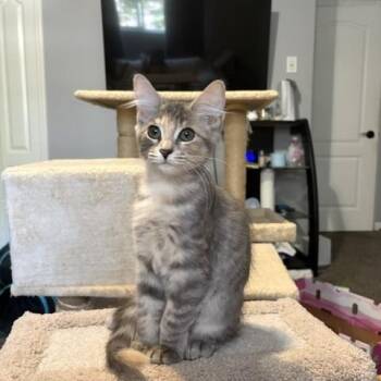 Meringue -  Dilute Tortoiseshell Cat for Adoption in Burnaby, British Columbia - Meringue | PetCurious