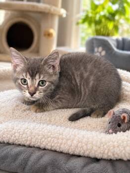 Hissgard the Fearsome -  Domestic Short Hair Cat for Adoption in Chattanooga, Tennessee - Hissgard The Fearsome | PetCurious