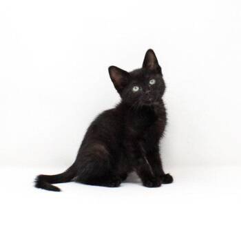 Grackle -  Domestic Short Hair Cat Available for Adoption in Florence, Arizona - Grackle | PetCurious
