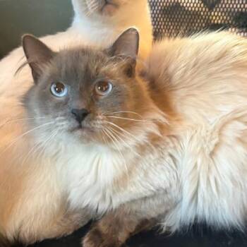 Balinese and Domestic Short Hair Cats Available for Adoption in Fort Worth, Texas - Reef | PetCurious