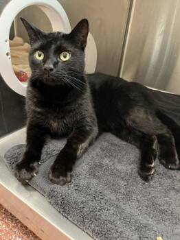 Maximus -  Domestic Short Hair Cat for Adoption in Stratham, New Hampshire - Maximus | PetCurious