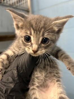 Domestic Short Hair Cats Available for Adoption - Jett | PetCurious