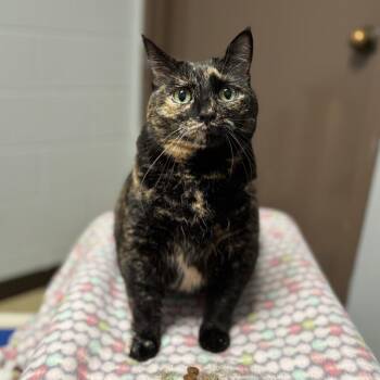 Domestic Short Hair Cats Available for Adoption in Fargo, North Dakota - Miss Tuna--In Foster | PetCurious