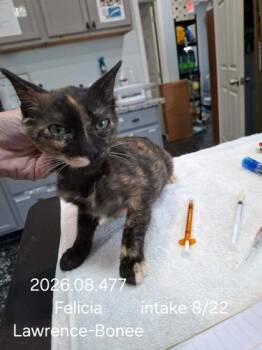Felicia -  Domestic Short Hair Cat for Adoption in Kansas City, Missouri - Felicia | PetCurious