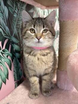 Domestic Short Hair Cats Available for Adoption - Lottie | PetCurious