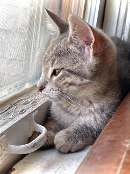 Rescue Domestic Short Hair Cats for Adoption in Springfield, Missouri - Katy | PetCurious