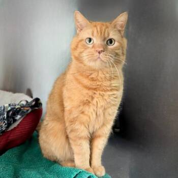 Domestic Short Hair Cats Available for Adoption - Peter Cottontail | PetCurious