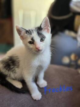 Domestic Short Hair Cats Available for Adoption in Madison, Georgia - Freckles | PetCurious