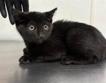 A883409 -  Domestic Short Hair Cat for Adoption in Camarillo, California - A883409 | PetCurious