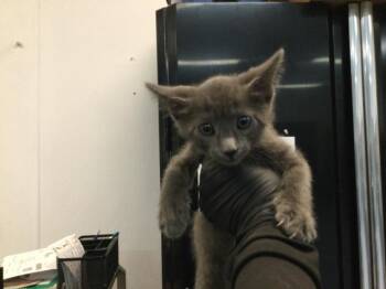 A1925654 -  Domestic Short Hair Cat for Adoption in Thousand Palms, California - A1925654 | PetCurious
