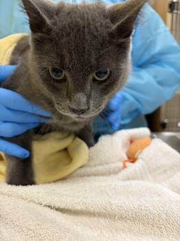 Zipper -  Domestic Short Hair Cat for Adoption in Raleigh, North Carolina - Zipper | PetCurious