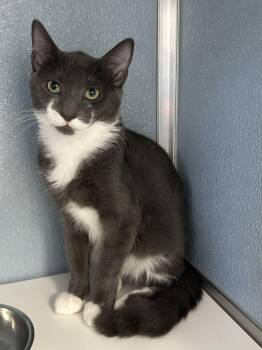 Tailspin -  Domestic Short Hair Cat for Adoption in Milltown, New Jersey - Tailspin | PetCurious