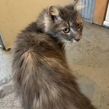Sophie -  Domestic Long Hair Cat for Adoption in Warrensburg, Missouri - Sophie | PetCurious
