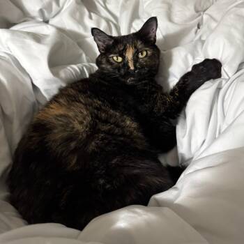 Domestic Short Hair Cats Available for Adoption - Mika** C67652 | PetCurious