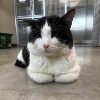 Domestic Short Hair Cats Available for Adoption - Ralph | PetCurious