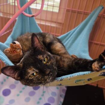 Delilah -  Domestic Short Hair Cat for Adoption in Priest River, Idaho - Delilah | PetCurious
