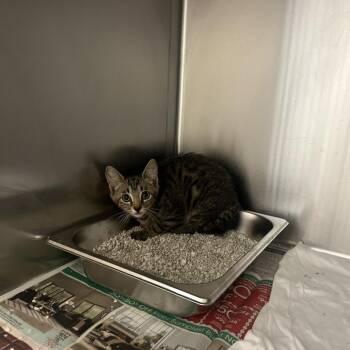 Zz 1624 -  Domestic Short Hair Cat for Adoption in Columbus, Georgia - Zz 1624 | PetCurious