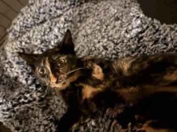 Rescue Domestic Short Hair Cats for Adoption in North Haven, Connecticut - Mirabel | PetCurious