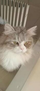 Rescue Persian Cats for Adoption in Brampton, Ontario - Monty | PetCurious