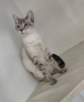 Snowy -  Domestic Short Hair and Siamese Cat for Adoption in Pendleton, Oregon - Snowy | PetCurious