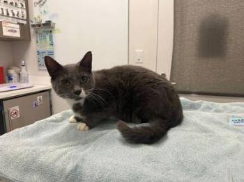 Vaporwave -  Domestic Short Hair Cat for Adoption in Kansas City, Missouri - Vaporwave | PetCurious