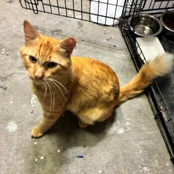 Sterling -  Domestic Medium Hair Cat for Adoption in Folsom, Louisiana - Sterling | PetCurious