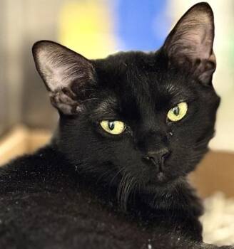 Domestic Medium Hair Cats Available for Adoption - Griffon | PetCurious