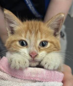 Kachow -  Domestic Short Hair Cat for Adoption in Lafayette, Indiana - Kachow | PetCurious