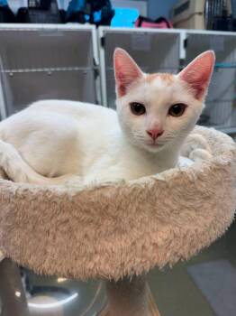 Bart Simpson -  Domestic Short Hair Cat for Adoption in Bloomfield, New Jersey - Bart Simpson | PetCurious