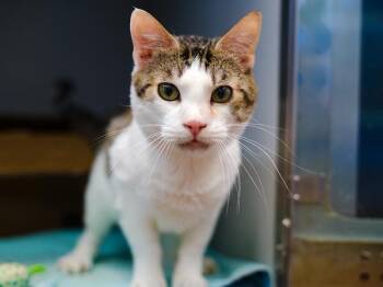 Olaff -  Domestic Short Hair Cat for Adoption - Olaff | PetCurious