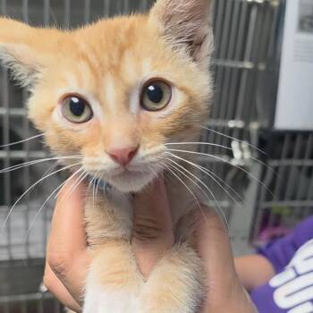 Dean -  Domestic Short Hair Cat for Adoption in San Antonio, Texas - Dean | PetCurious