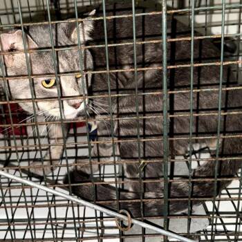 Warrior -  Domestic Short Hair Cat for Adoption in Ringtown, Pennsylvania - Warrior | PetCurious