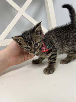 Domestic Short Hair Cats Available for Adoption in Gaithersburg, Maryland - Figgy | PetCurious