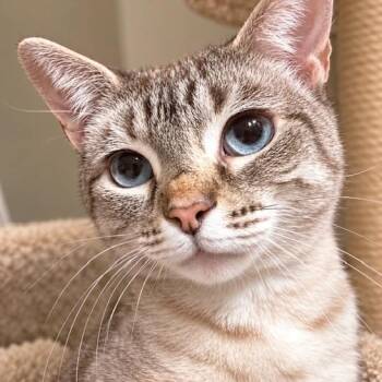 YUKI - LOVELY, LOVING LYNX POINT -  Siamese Cat for Adoption in Oakwood, Georgia - YUKI - LOVELY, LOVING LYNX POINT | PetCurious