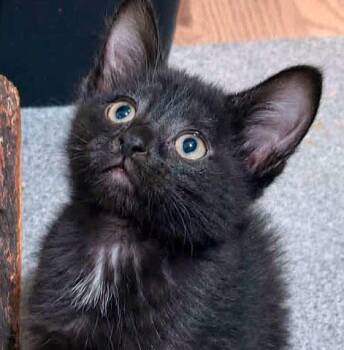 Coconut (AO36830) -  Domestic Short Hair Cat for Adoption in Kansas City, Kansas - Coconut (AO36830) | PetCurious